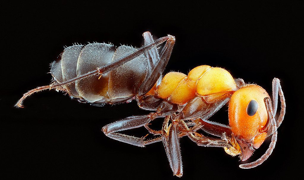 Ant Control service in Haverhill, MA