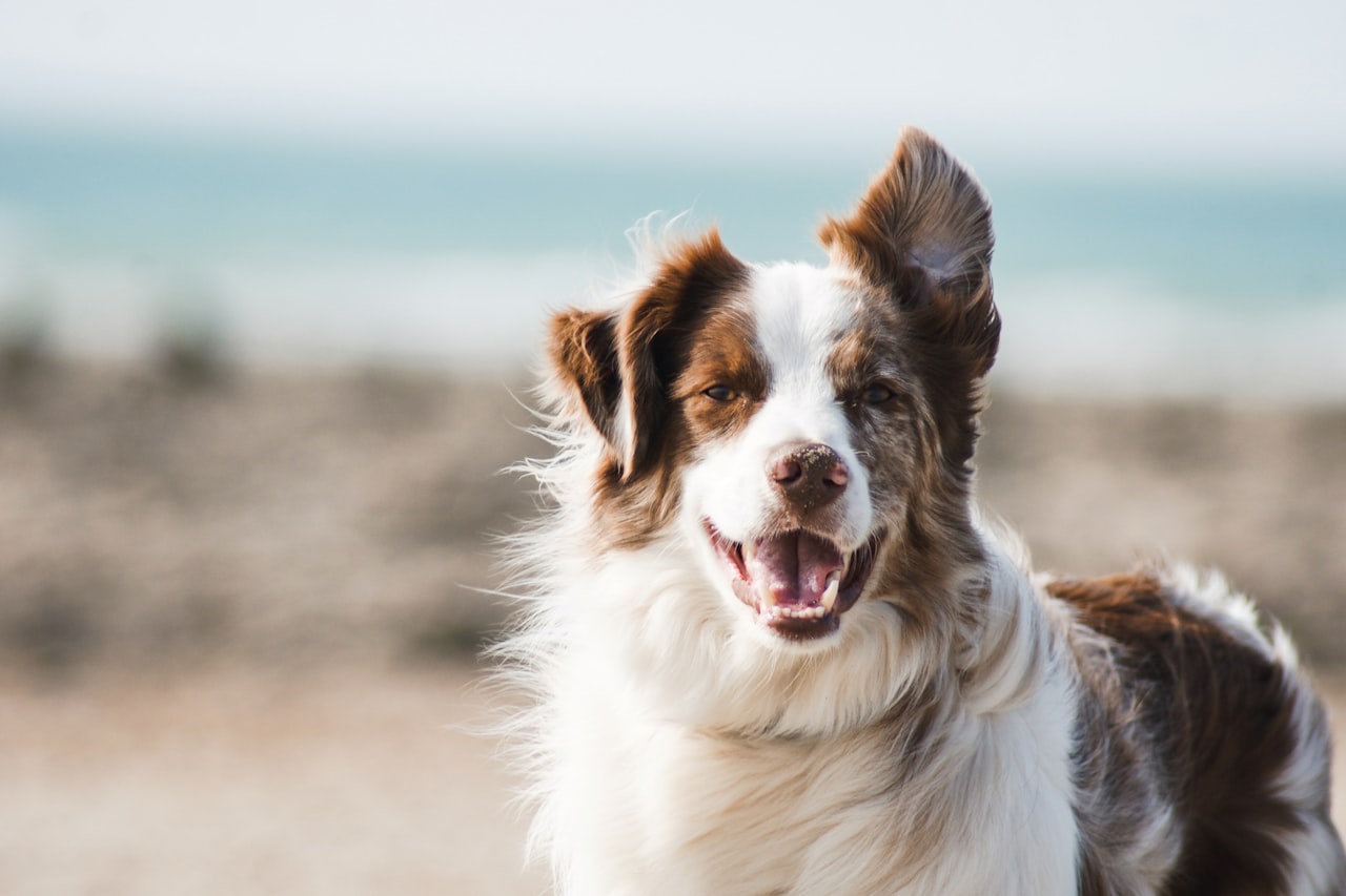 Flea & Tick Control service in Haverhill, MA