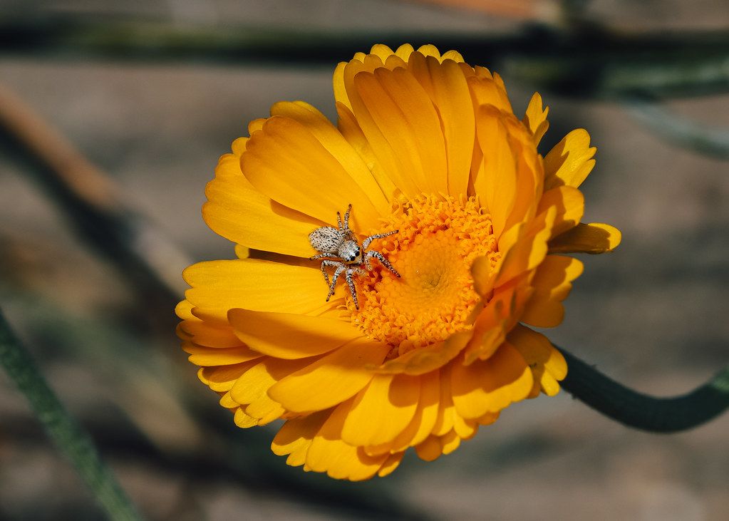 Spider Control service in Haverhill, MA